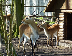 Zdjęcie przedstawia: Ogród Zoologiczny w Nowym Tomyślu